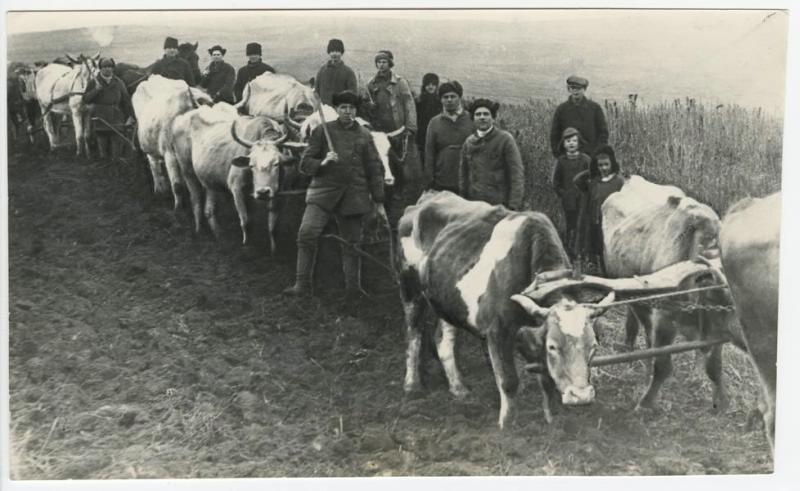 Первая коллективная пахота земли колхоза волами и лошадьми, 1920-е. Выставка «Теперь мы заживем!» с этой фотографией.&nbsp;