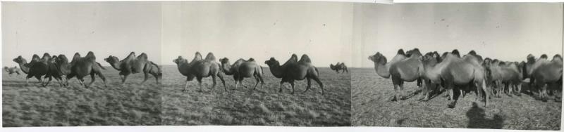 Стадо верблюдов, 1960-е