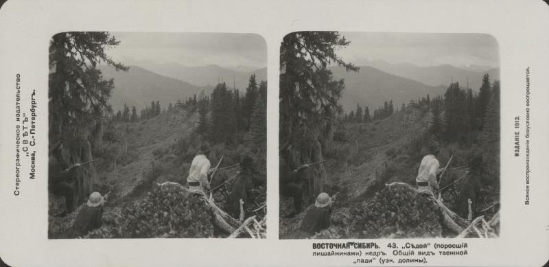 Восточная Сибирь. «Седой» (поросший лишайниками) кедр. Общий вид таёжной «пади» (узкой долины), 1912 год, Восточная Сибирь