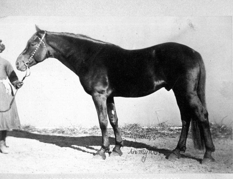 Конь, 1910 - 1917