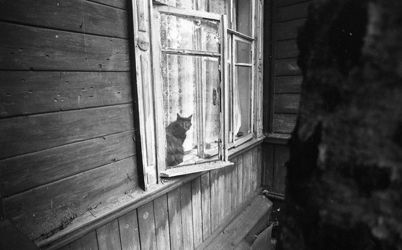 Серебряный Бор. Кошка, 1970-е, г. Москва. Видео «Без кота и жизнь не та» с этой фотографией.