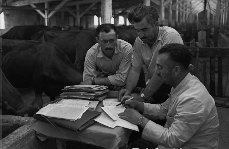 На ферме, 1950-е, Грузинская ССР, с. Георгия Сминда, колхоз «Гантиади». Происходит учет. За столом сидят трое мужчин, за их спинами - коровы.
