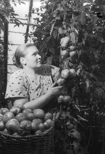 Женщина собирает урожай томатов в теплице, 1955 - 1965