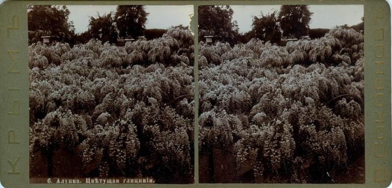 Цветущая глициния, 1900-е, Таврическая губ., Крымский п-ов, дер. Алупка