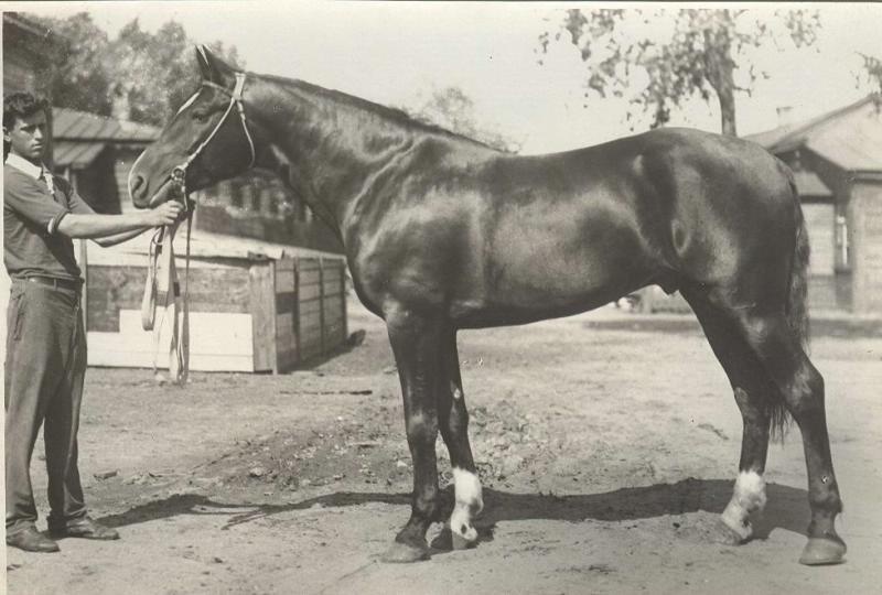Фото "Мужчина, держащий под уздцы коня", 1950-е - История России в ...