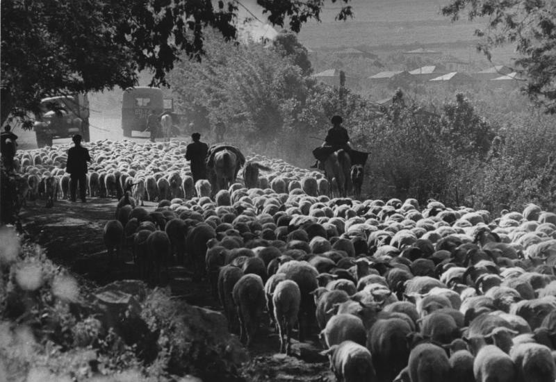 Стадо овец, 1960-е, Армянская ССР