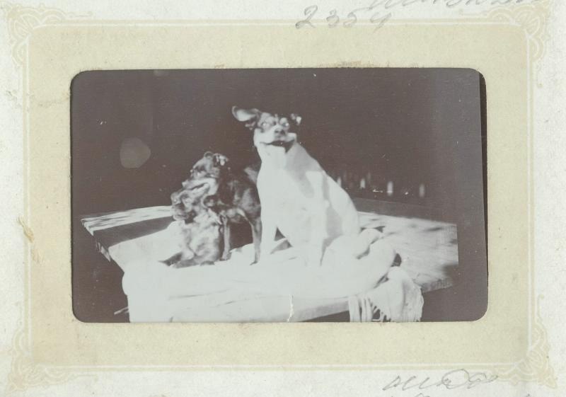 Собаки, 1890 - 1909