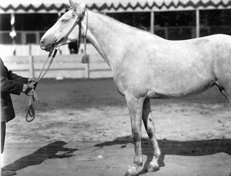 Конь Лейла, 1880-е