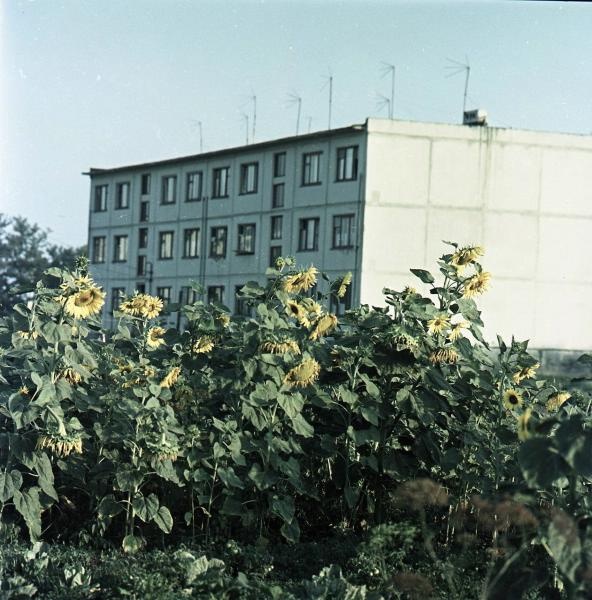 Подсолнухи, 1968 год, Краснодарский край, Кореновский р-н, станица Платнировская. Выставка «Солнечный цветок» с этой фотографией.
