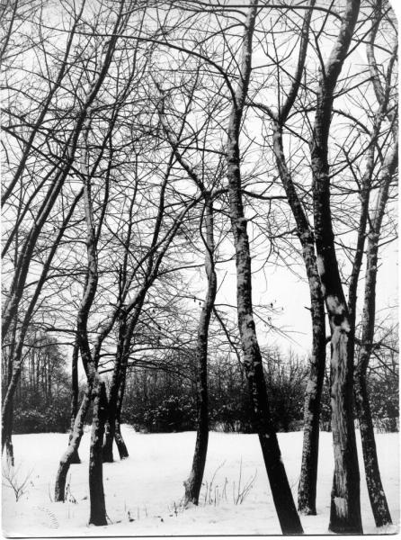 Зимний лес, 1890 - 1900