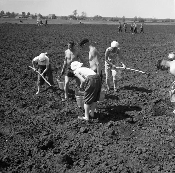 Студенты на кукурузе, 1957 год, Тамбовская обл., колхоз «Коминтерн». 