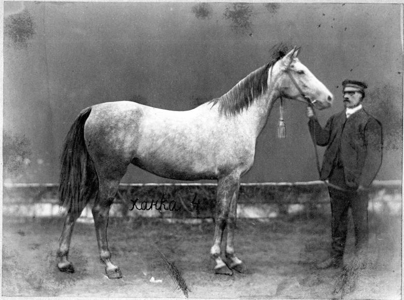 Лошадь, 1900-е. На фотографии написано Ханка 4.