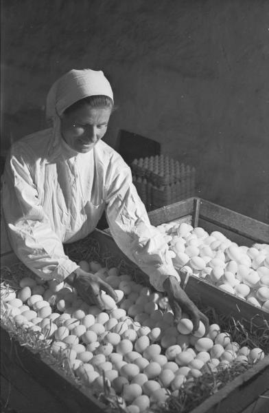 Женщина укладывает куриные яйца, 1955 - 1965. Выставка «А где же яйца?» с этой фотографией.&nbsp;