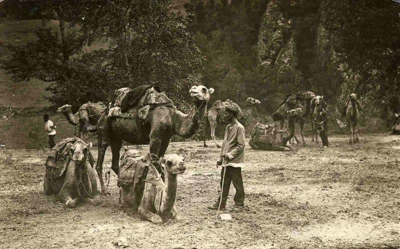 Вьючные верблюды, 1910-е