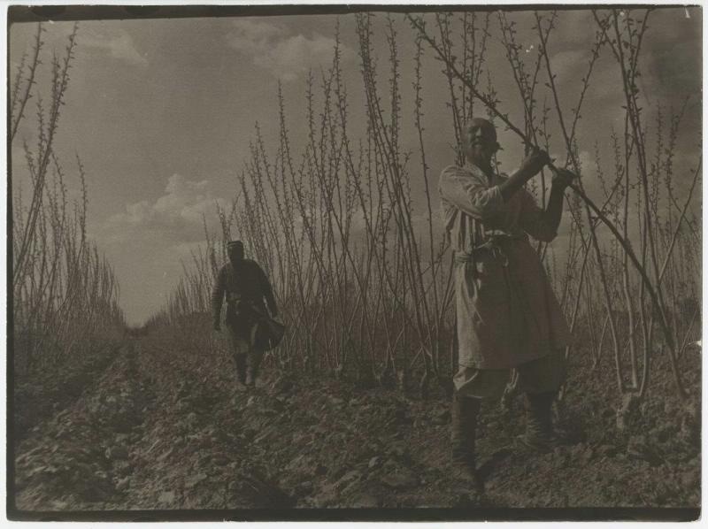 «Весна в плодопитомнике», 1925 год, Узбекская ССР. Ферганская долина.Выставка «Фотограф Макс Пенсон» с этим снимком.&nbsp;&nbsp;