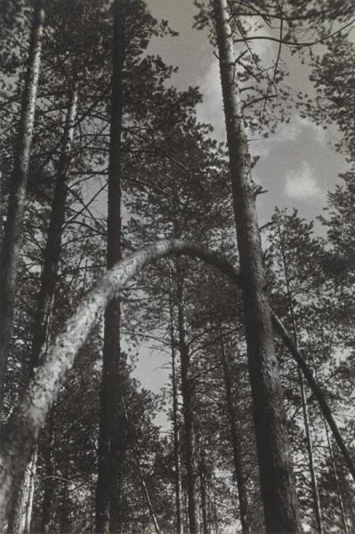 Упавшая сосна, 1933 год
