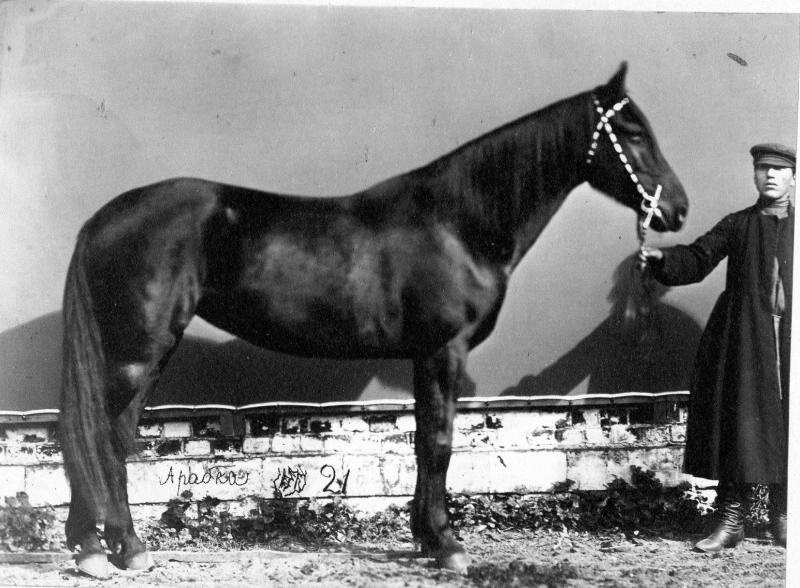 Лошадь Арабка, 1870-е