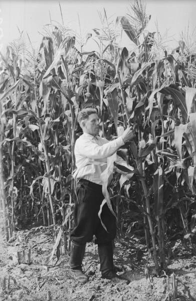 На кукурузном поле, 1955 - 1965. Мужчина в светлой рубахе и сапогах стоит около высоких растений кукурузы.