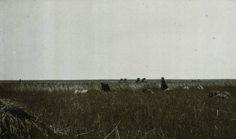 Никольское, 1910-е, Симбирская губ., Сызранский у., с. Никольское (Шереметьево)