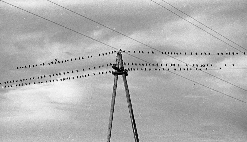 Птицы на проводах, 1970-е. Выставка «Птицы» с этой фотографией.&nbsp;