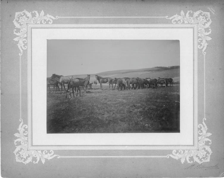 Табун лошадей на пастбище, 1890 - 1900