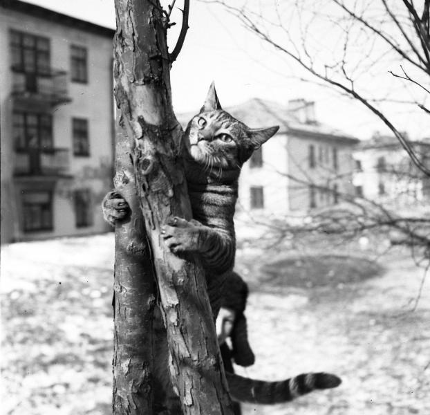 Кот на дереве, 1960-е, о. Сахалин, г. Южно-Сахалинск. Предположительно г. Южно-Сахалинск.Выставка «10 лучших фотографий кошек» с этим снимком.