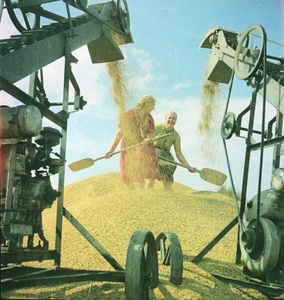 Кубань. Зерно нового урожая, 1960 год, Краснодарский край, совхоз «Газырский». Из серии «Сельскохозяйственные работы на юге России».Видео&nbsp;«Пиар-кампания "Целина"», «Труд» и&nbsp;«Сельское хозяйство» с этой фотографией.