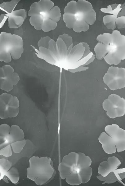 Цветок, 1990 год, г. Москва. Фотограмма — изображение, полученное фотохимическим способом без применения фотоаппарата. Предмет помещают на фотобумагу или пленку, и освещают лампой так, чтобы на фотоматериал попала его тень.
