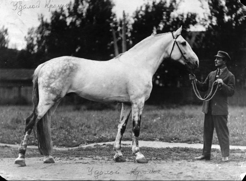Жеребец Удалой Кролик, 1910-е. Выставка «По коням!» с этой фотографией.&nbsp;