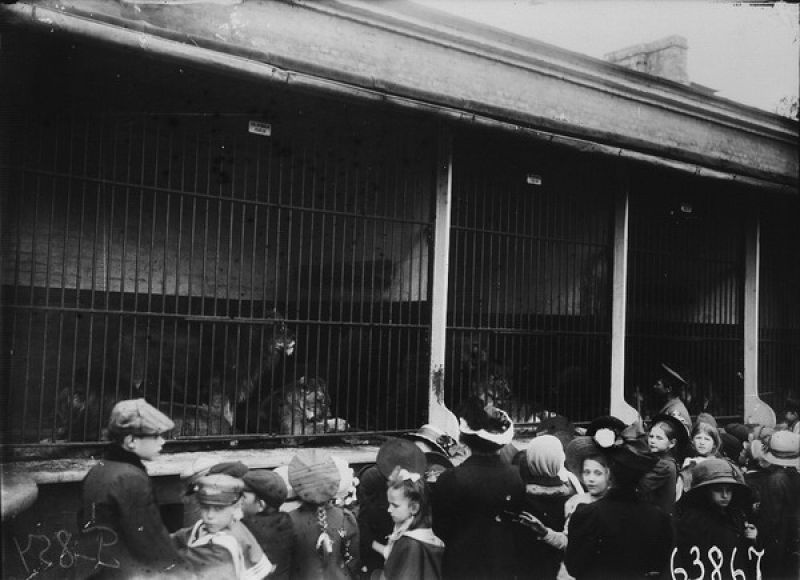 Посетители у клеток с африканскими львами, 1915 год, г.Петроград