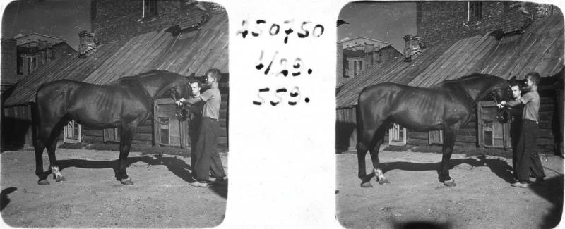 Скульптор Сергей Орлов около лошади, 25 июля 1950, г. Москва