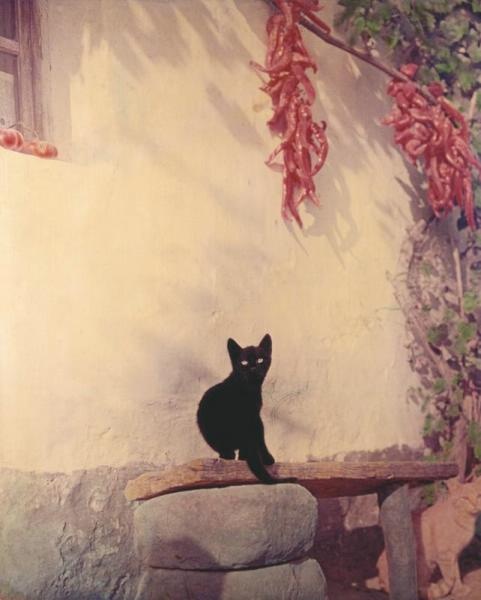 «Черный кот», 1960-е. Выставка «10 лучших фотографий кошек» с этим снимком.