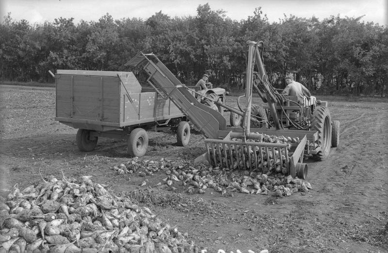 Уборка кормовой свеклы, 1955 - 1965. Трактор МТЗ-2 с прицепным погрузчиком собирает кормовую свеклу, которая сгружается в прицеп другого трактора МТЗ-2.