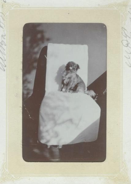 Собака, 1890 - 1909
