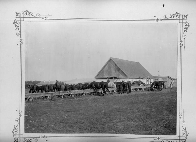 Табун лошадей на водопое, июнь 1903