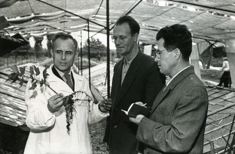 Селекционеры с саженцем смородины, 1960 - 1965
