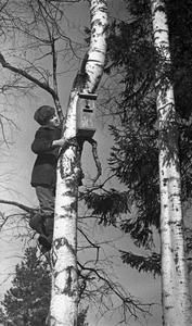 Установка скворечника, 1949 год. Выставка «"Навстречу весне". Скворечники» с этой фотографией.