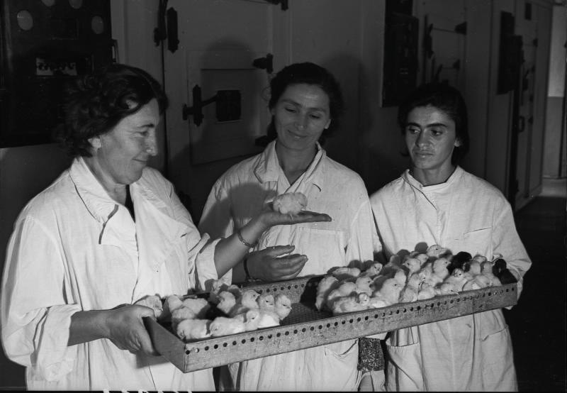 В инкубаторе птицеводческой станции, 1950-е, Грузинская ССР,  Сагареджо. Три женщины в инкубаторе птицеводческой станции держат лоток с цыплятами.