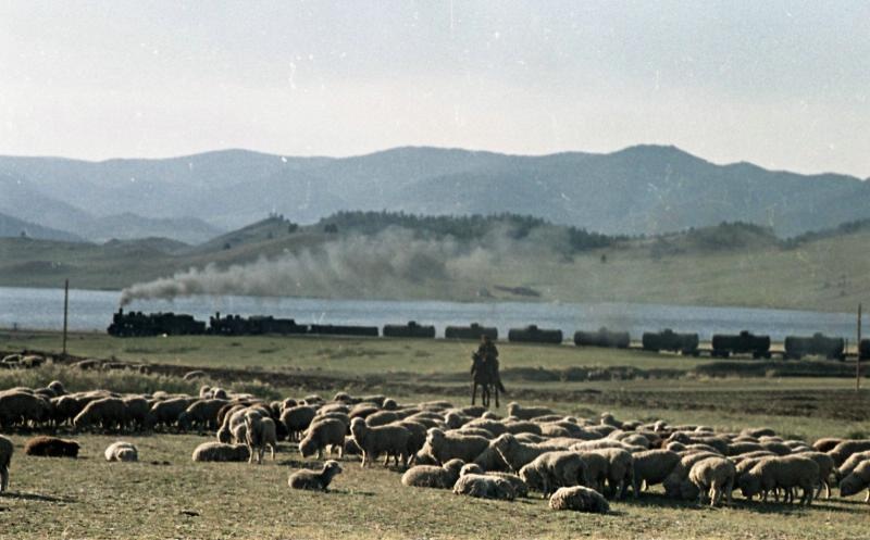 Пастух со стадом овец на берегу озера, 1959 год, Бурятская АССР. Выставка «Пастухи» с этой фотографией.&nbsp;