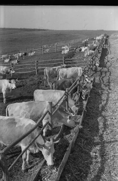 Коровы в загоне, 1960-е