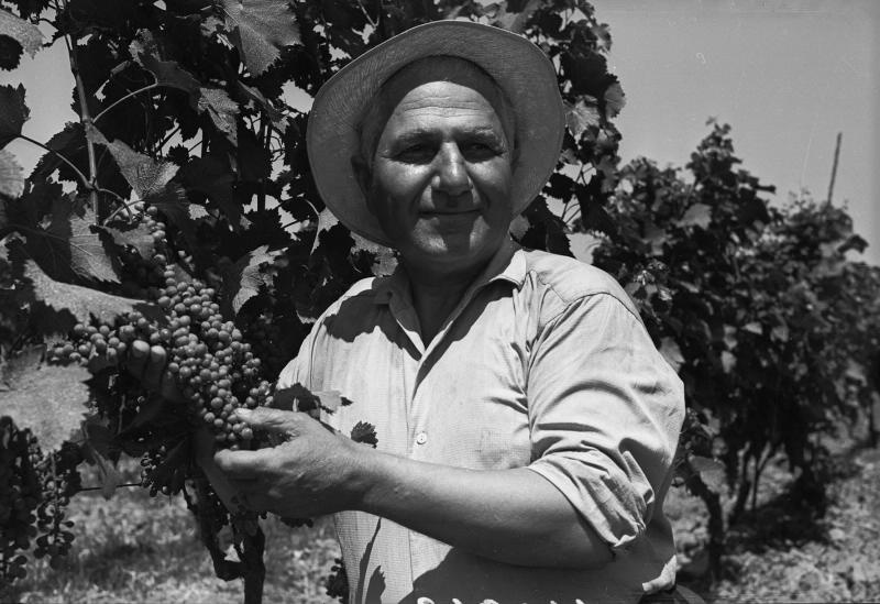 На винограднике, 1950-е, Грузинская ССР, с. Чумлаки, колхоз им. М.И. Калинина. Мужчина в шляпе держит гроздь винограда.