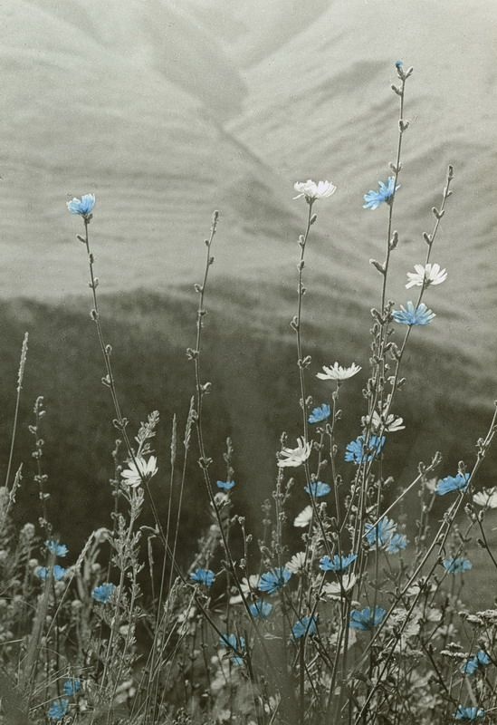 Цветет цикорий, 1982 год