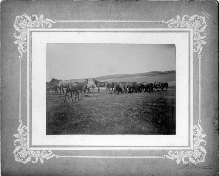 Табун лошадей, 1910-е