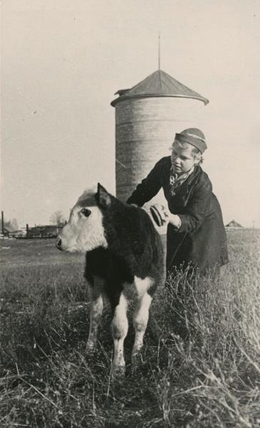 Катя Путилова ухаживает за теленком, 1938 год, Калининградская обл., совхоз Косова Гора
