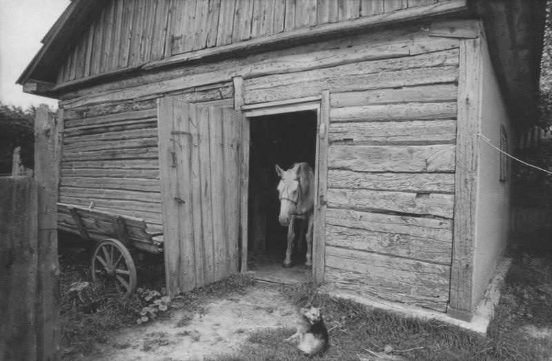 Хлев, 1982 - 1983, Украинская ССР, Черниговская обл., пгт. Седнев