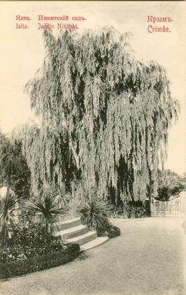 Никитский сад, 1910-е, Таврическая губ., г. Ялта