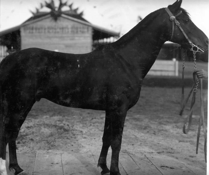 Конь Дагхмат, 1900-е