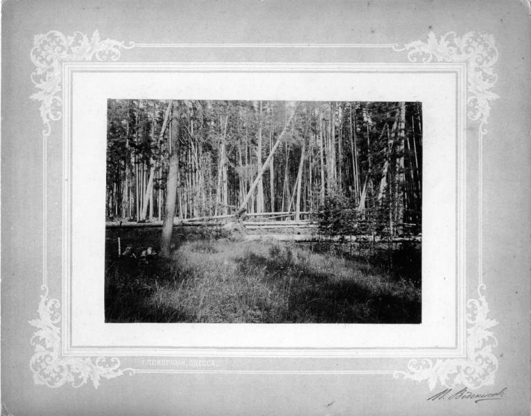В лесу, 1900-е