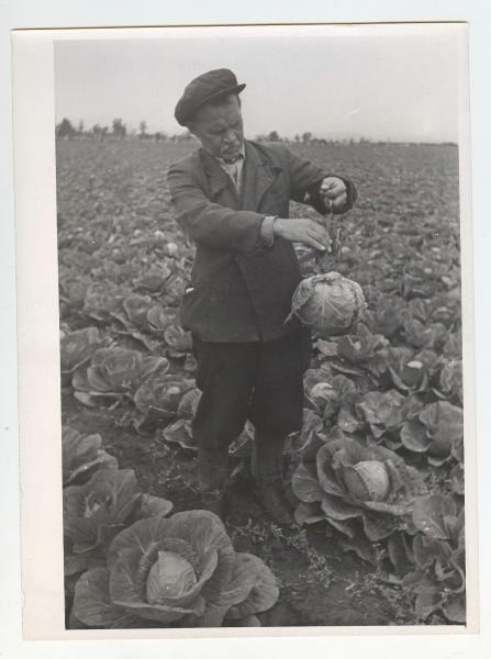 Замер урожая капусты, 1960-е. Выставка «Новый урожай» с этой фотографией.