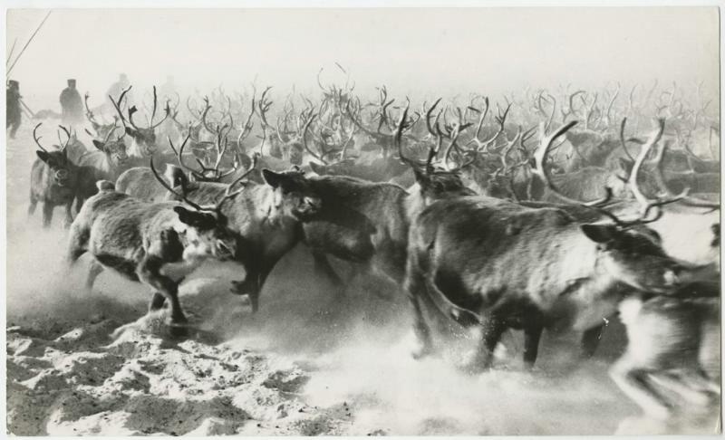 Загон стада, 1970-е. Выставка «Пастухи» с этой фотографией.&nbsp;